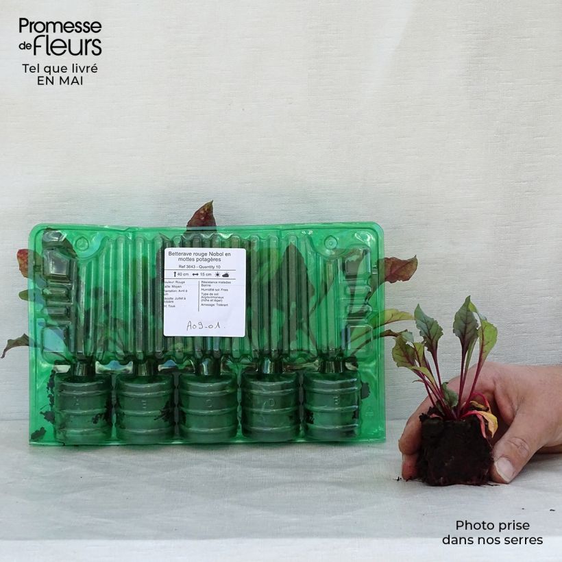 Red Beetroot Nobol plugs - Beta vulgaris Root ball 4cm x 4.5cm sample as delivered in spring