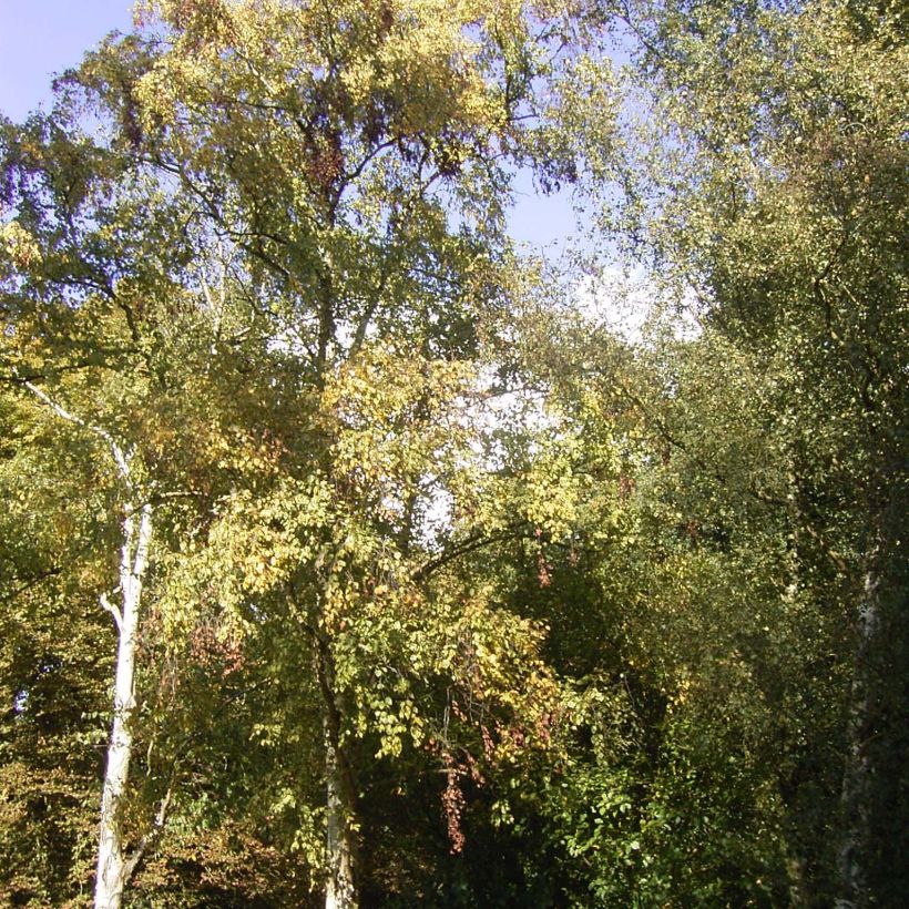 Betula ermanii Holland - Gold Birch (Plant habit)