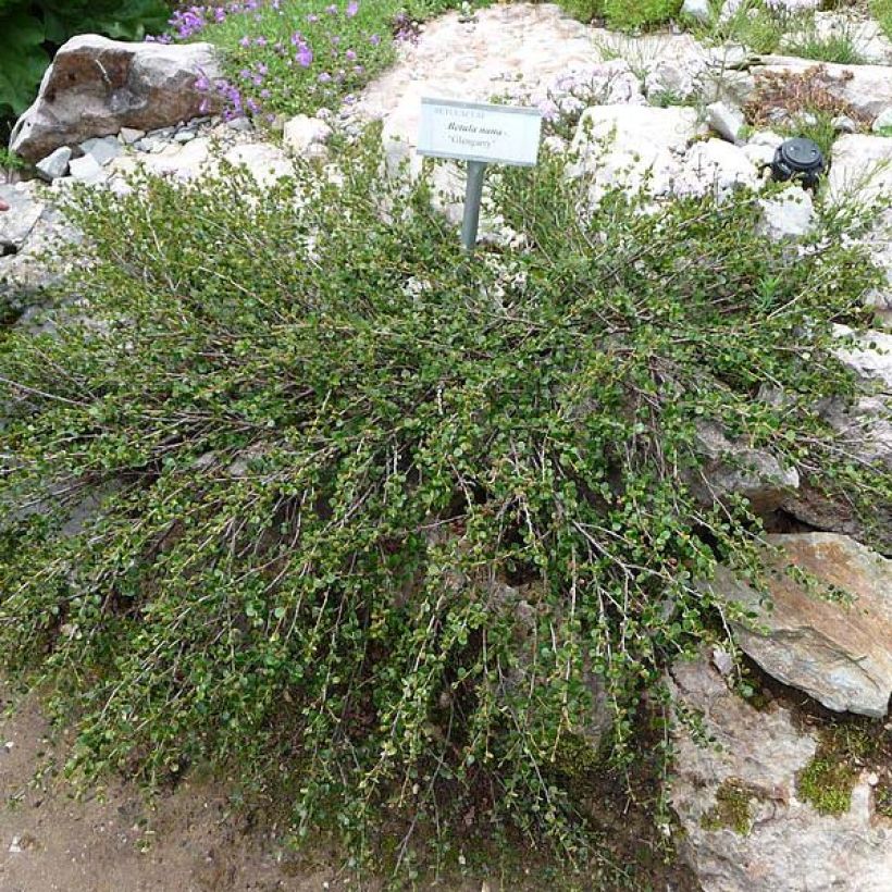 Betula nana - Dwarf Birch (Plant habit)