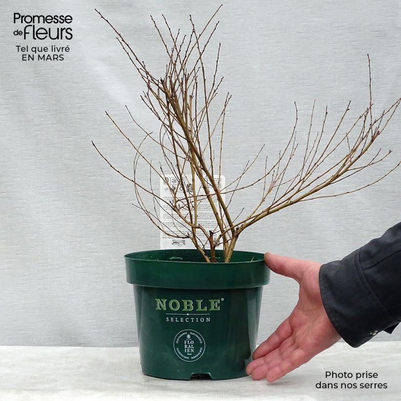 Betula nana Golden Treasure - Dwarf Birch sample as delivered in spring