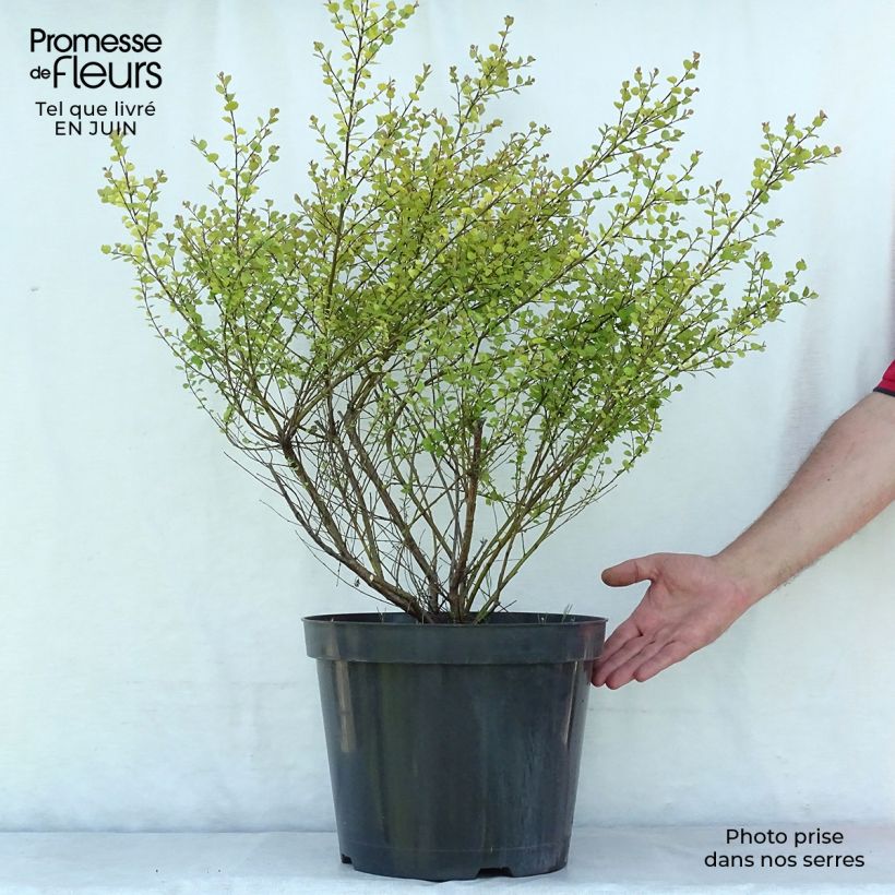 Betula nana Golden Treasure - Dwarf Birch 7.5L/10L pot sample as delivered in summer