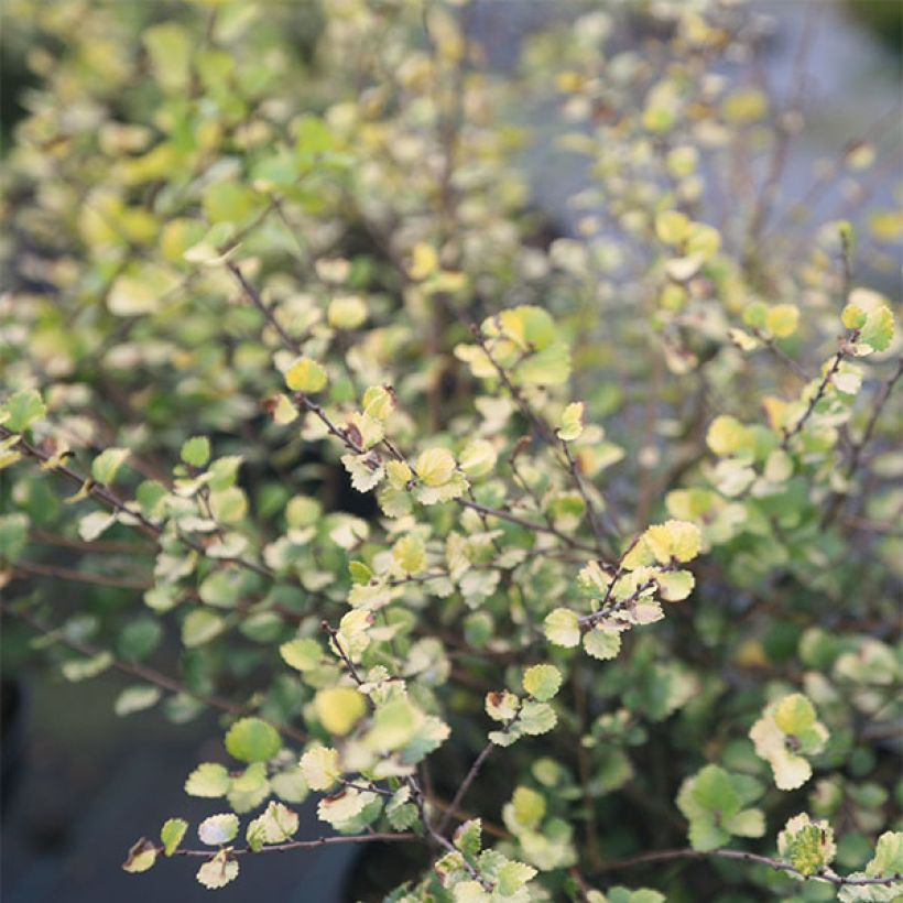 Betula nana Golden Treasure - Dwarf Birch (Foliage)