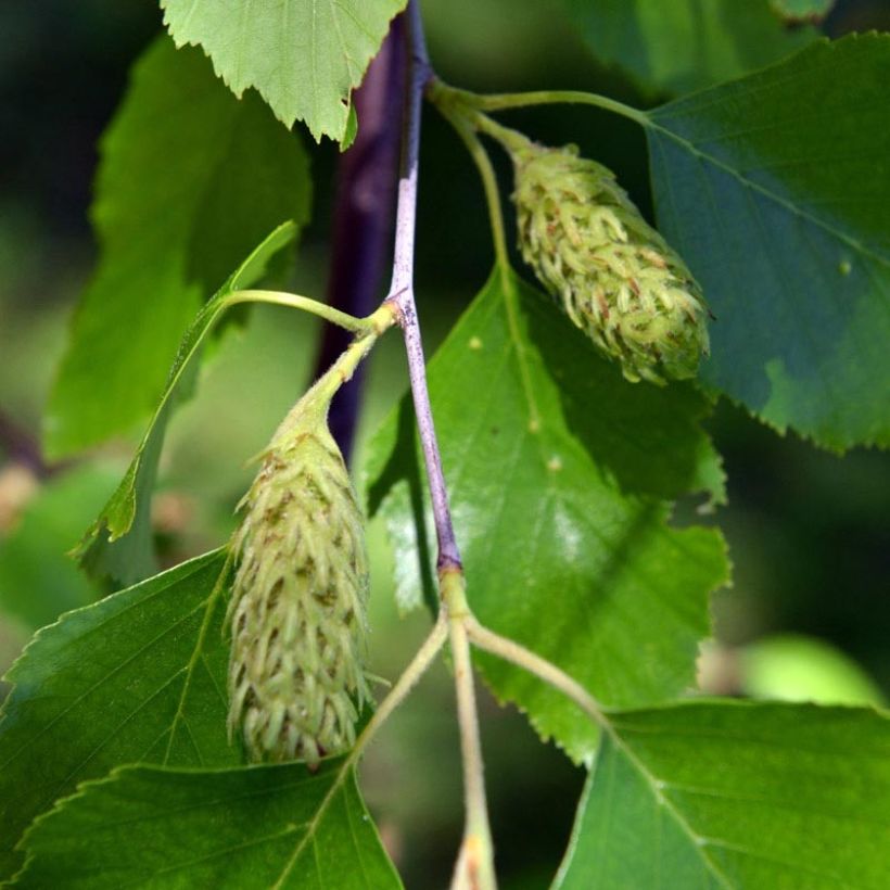 Betula nigra - Birch (Flowering)