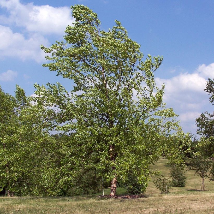 Betula nigra - Birch (Plant habit)