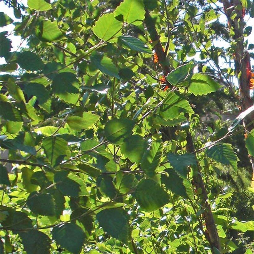 Betula nigra Heritage - Birch (Foliage)