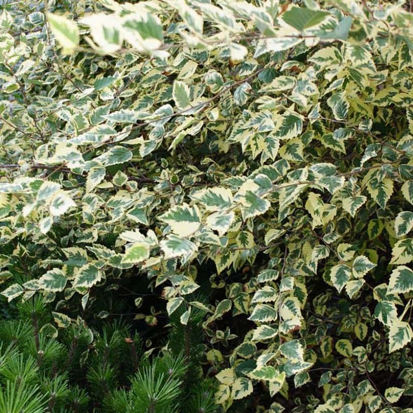 Betula nigra Shiloh Splash - Birch (Foliage)