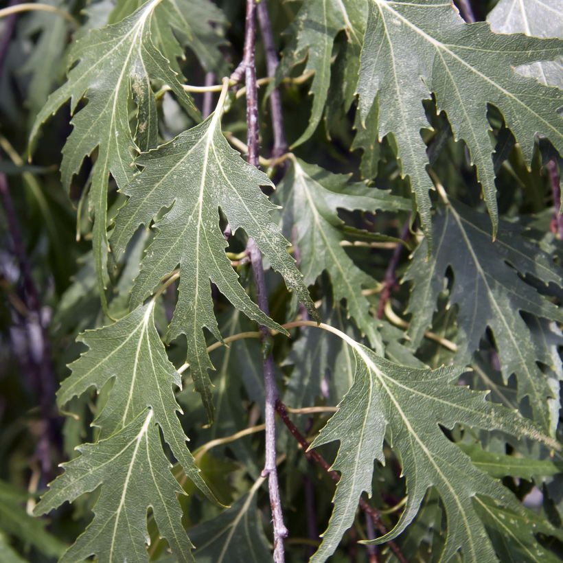 Betula pendula Crispa - Birch (Foliage)