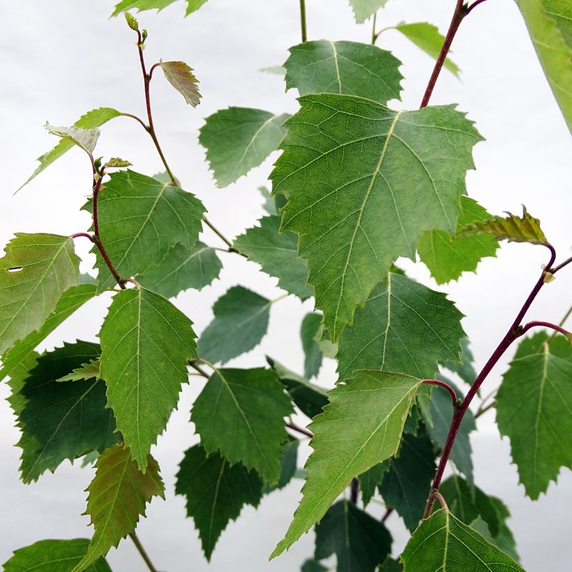 Betula pendula Fastigiata - Birch (Foliage)