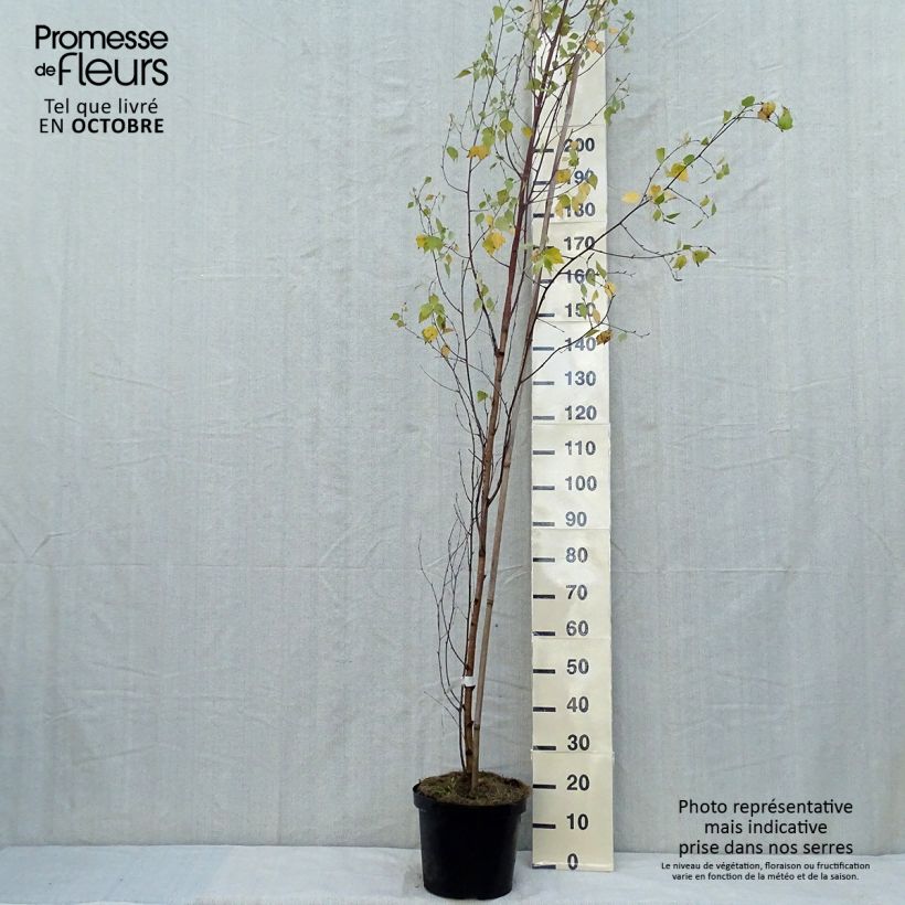 Betula pendula Fastigiata - Birch 7.5L/10L pot sample as delivered in autumn