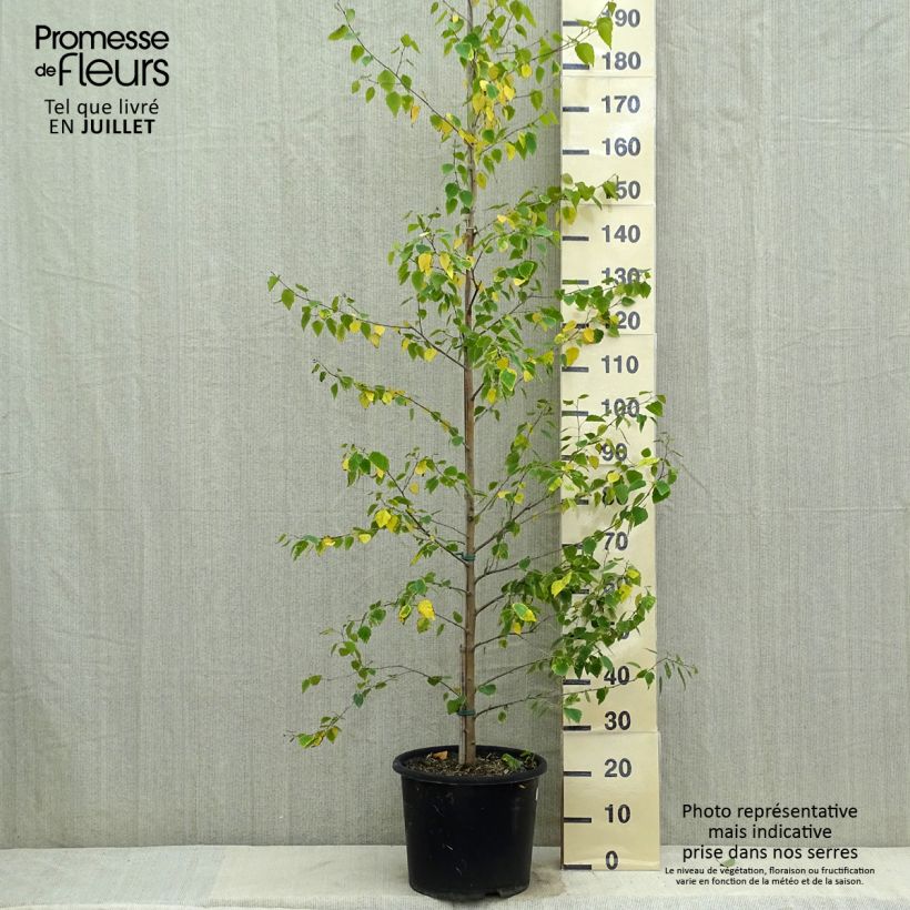 Betula pendula Golden Cloud - Birch 7.5L/10L pot sample as delivered in summer