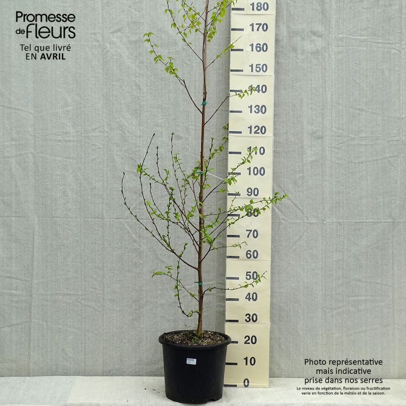 Betula pendula Golden Cloud - Birch sample as delivered in spring