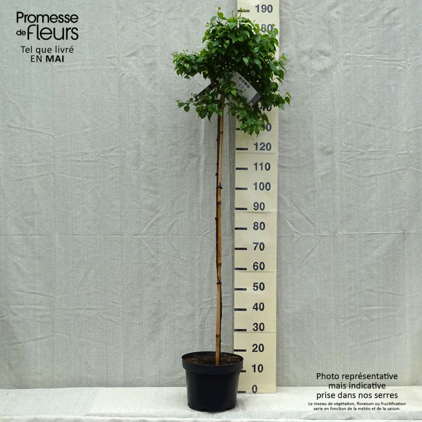Betula pendula Magical Globe - Birch sample as delivered in spring