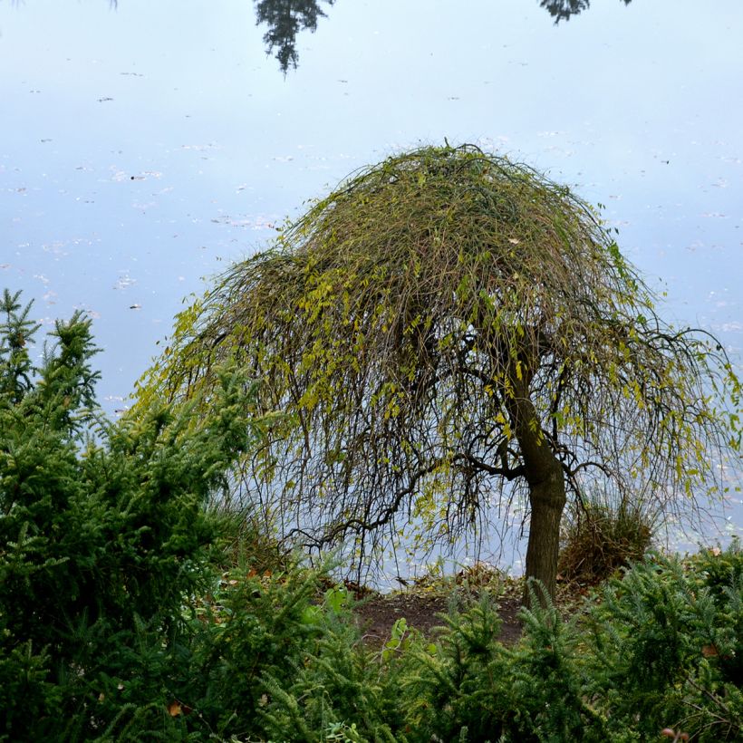 Betula pendula Magical Globe - Birch (Plant habit)