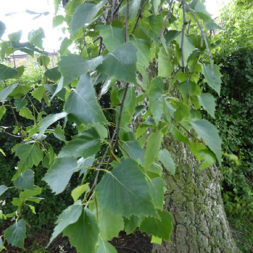 Betula pendula Tristis - Birch (Foliage)