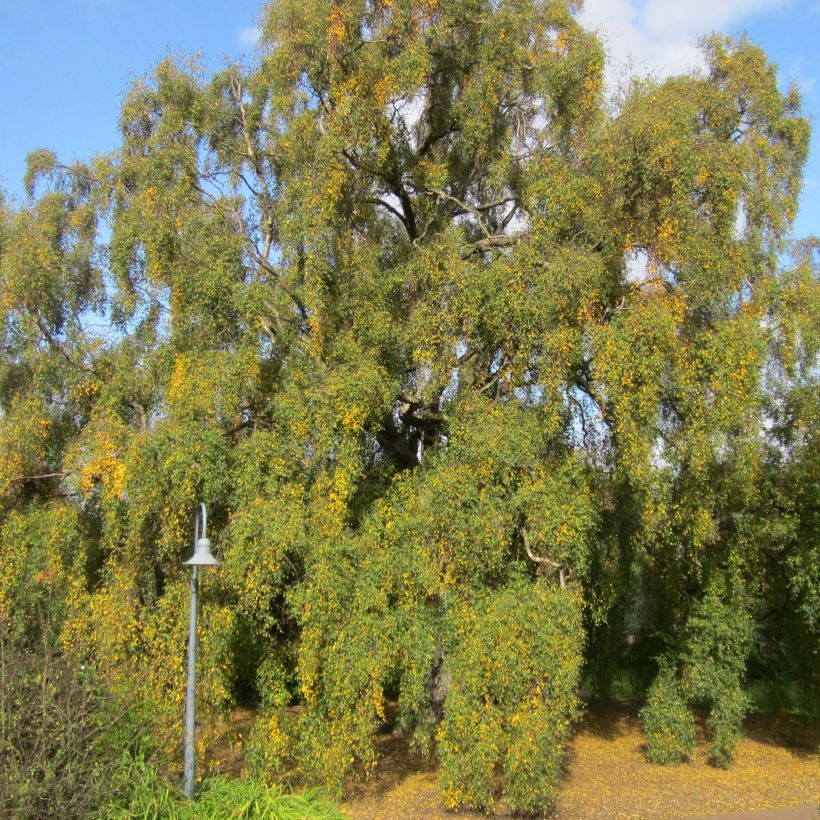 Betula pendula Tristis - Birch (Plant habit)