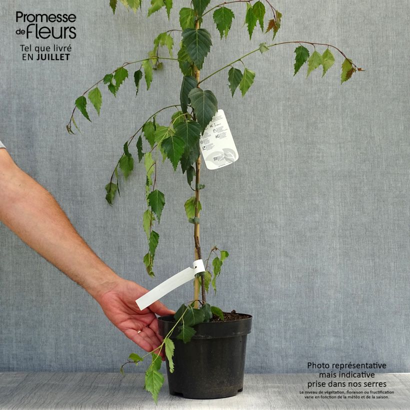 Betula pendula Tristis - Birch 2L/3L pot sample as delivered in summer