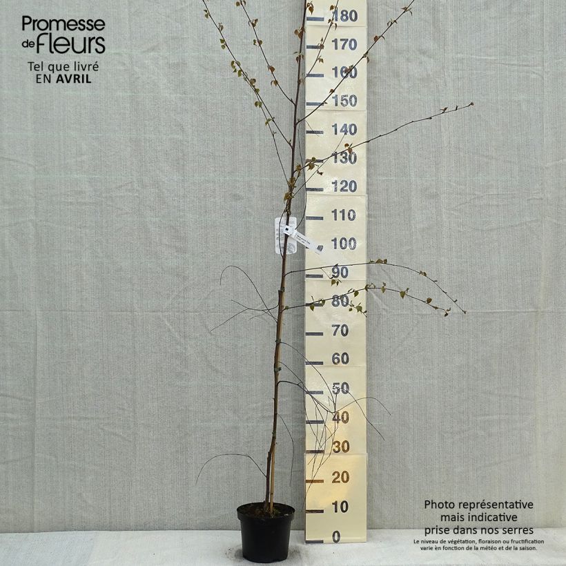 Betula pendula Tristis - Birch sample as delivered in spring