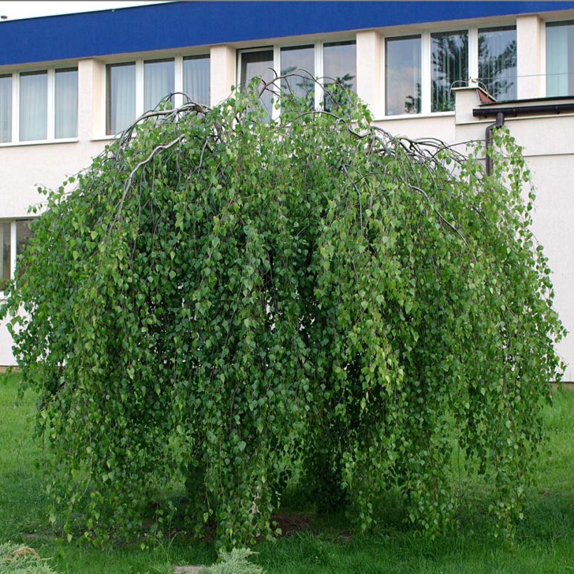 Betula pendula Youngii - Birch (Plant habit)