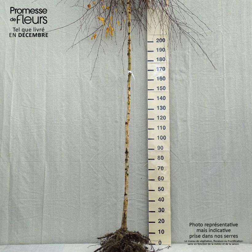 Betula pendula Youngii - Birch Bare root sample as delivered in winter