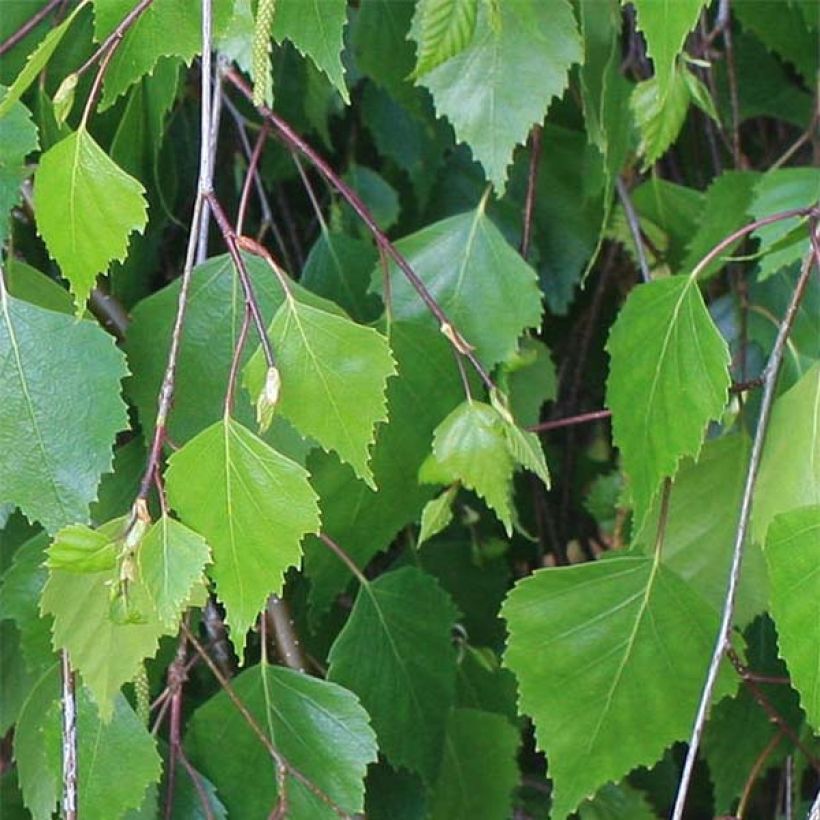 Betula pendula - Birch (Foliage)