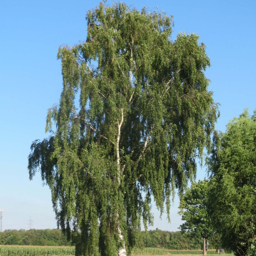 Betula pendula - Birch (Plant habit)