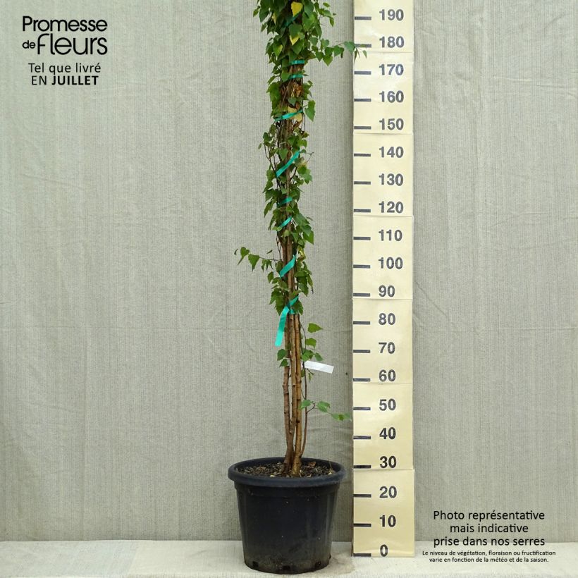 Example of Betula pendula - Birch as you get in ete