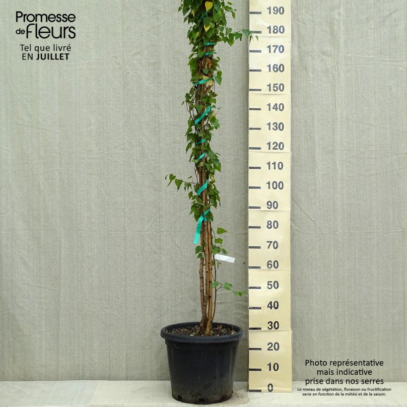 Betula pendula - Birch 18L/20L pot sample as delivered in summer