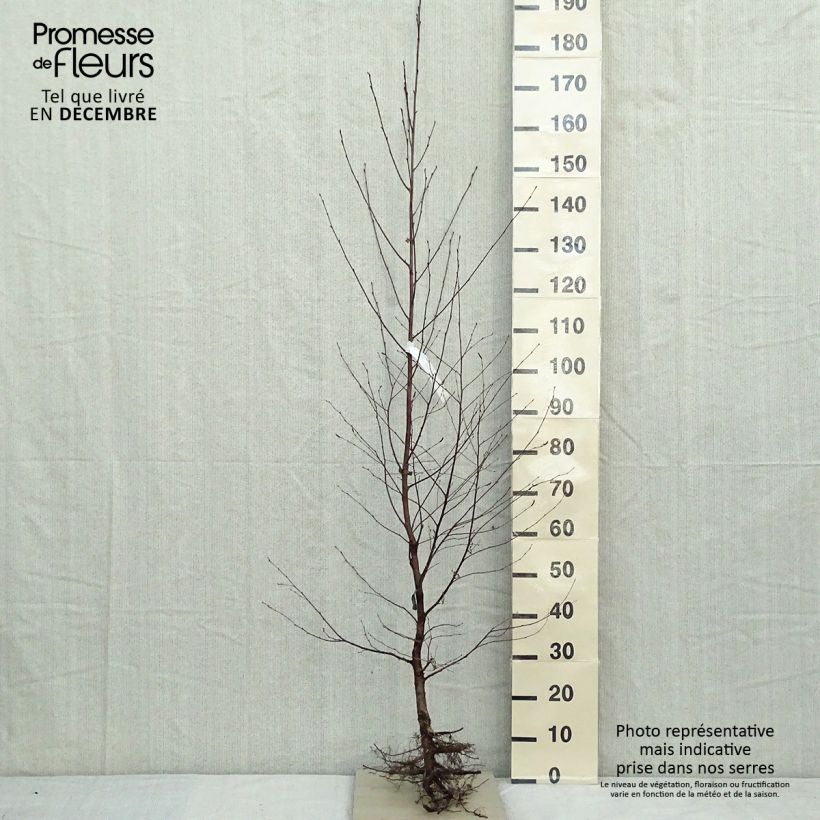 Betula pendula - Birch Bare root sample as delivered in winter