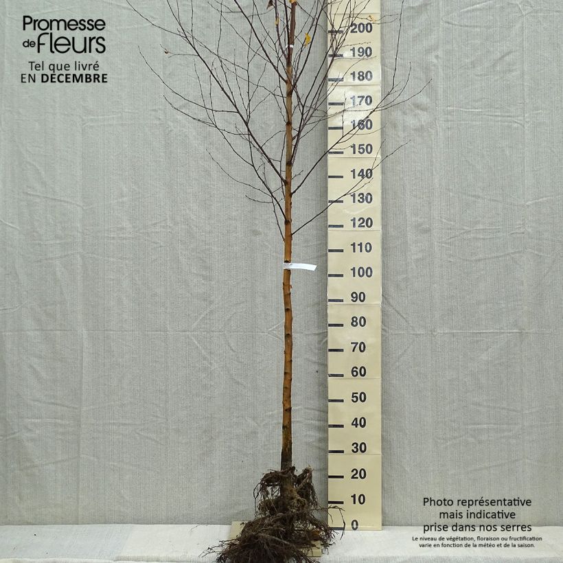 Betula pendula - Birch Bare root sample as delivered in winter