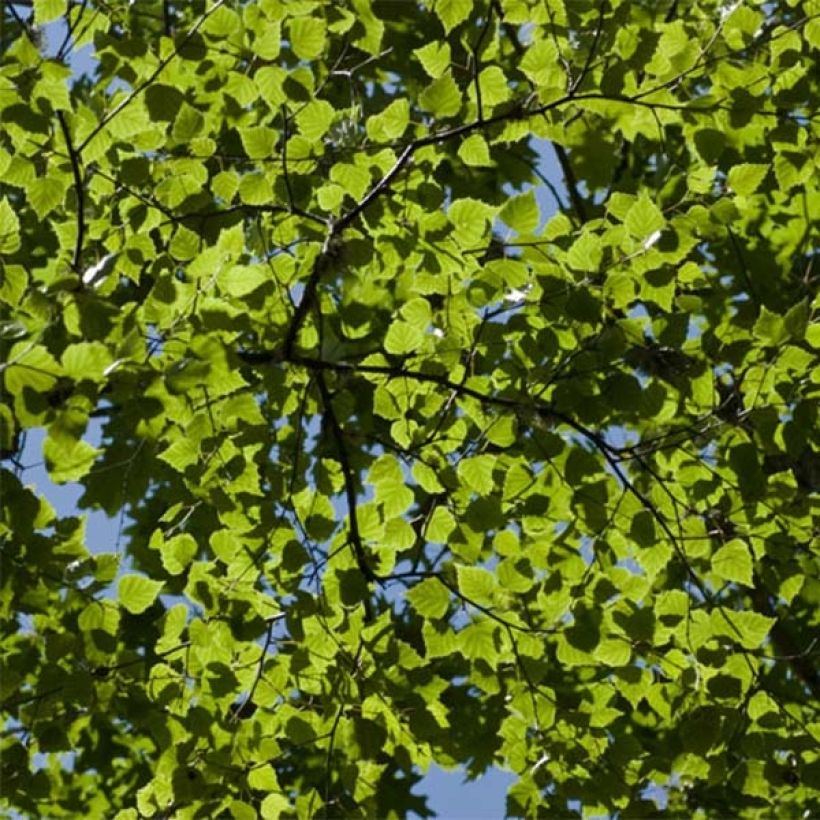 Betula pubescens - Downy Birch (Foliage)