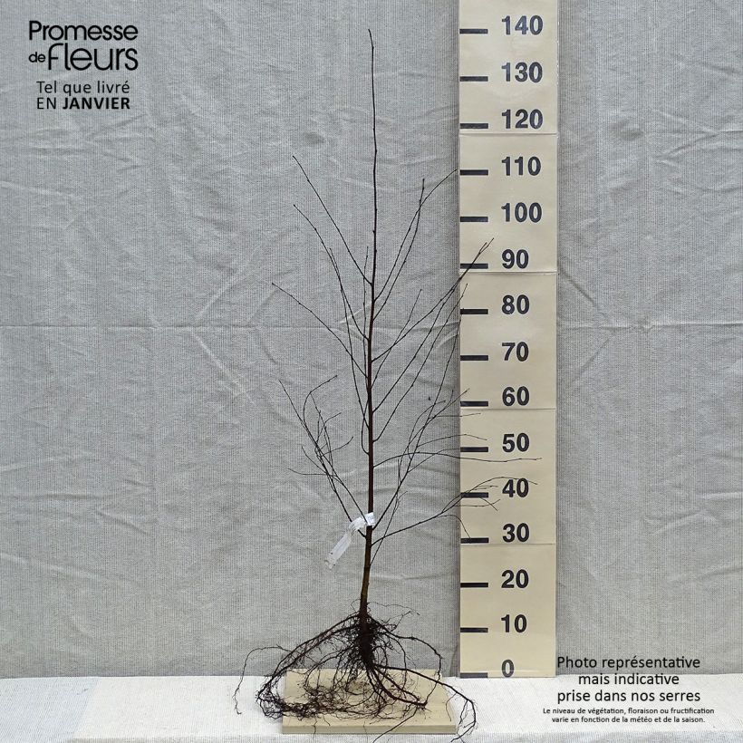 Betula pubescens - Downy Birch Bare root sample as delivered in winter