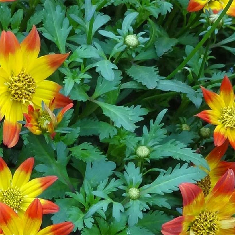 Bidens Beedance Painted Red (Foliage)