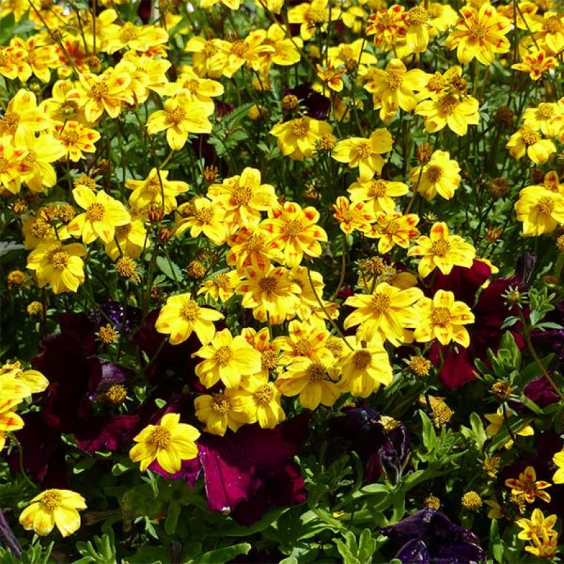 Bidens Beedance Painted Red (Flowering)