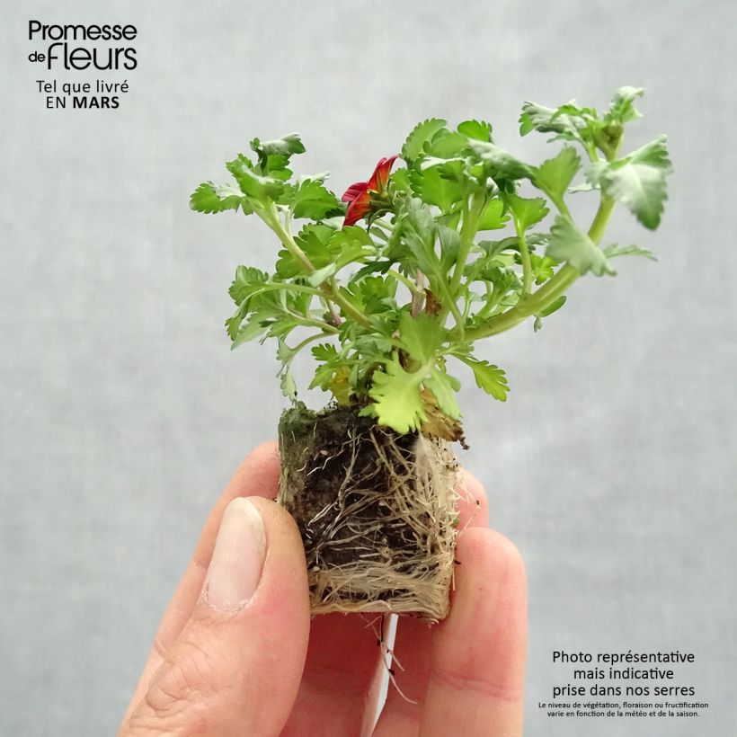 Bidens Beedance Painted Red Plug plant 3/4cm sample as delivered in spring