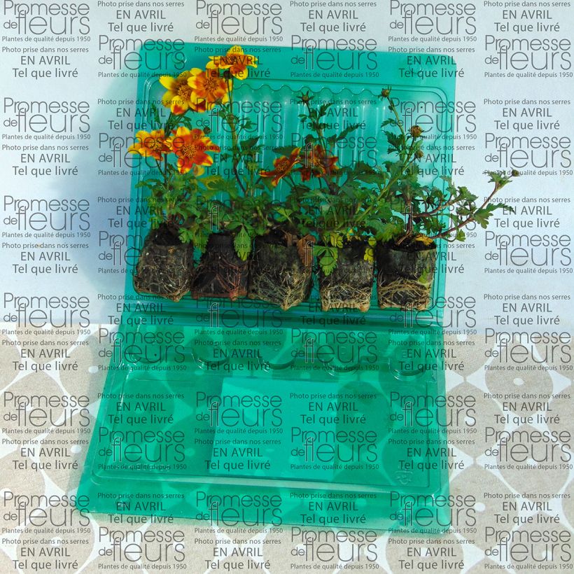 Example of Bidens Beedance Painted Yellow - Beggarticks Plug plant 3/4cm specimen as delivered
