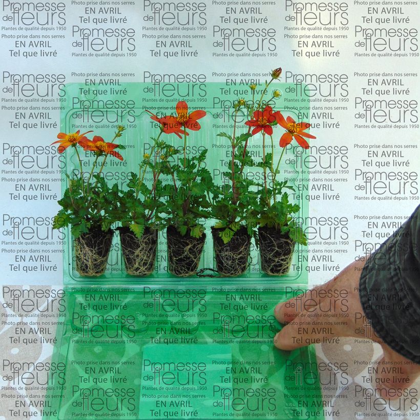 Example of Bidens Campfire Fireburst Plug plant 3/4cm specimen as delivered