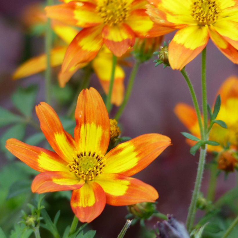 Bidens Campfire Funny Honey (Flowering)