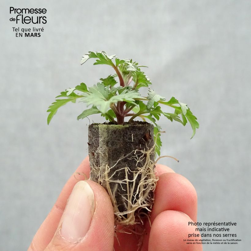 Bidens Campfire Funny Honey Plug plant 1.5/2.5 cm sample as delivered in spring