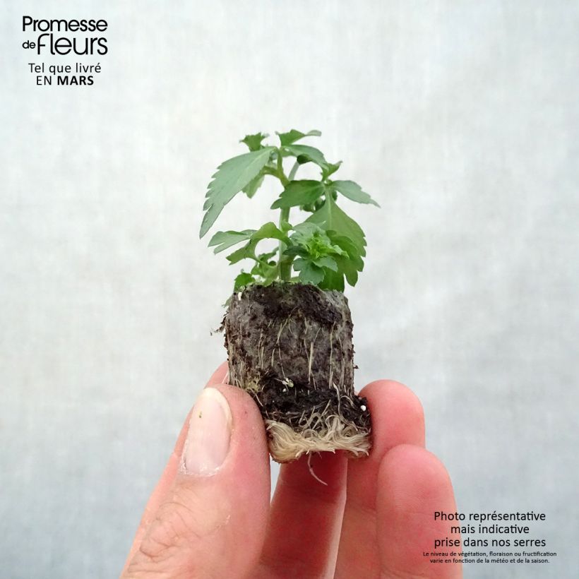 Bidens Pirates Pearl Plug plant 3/4cm sample as delivered in spring