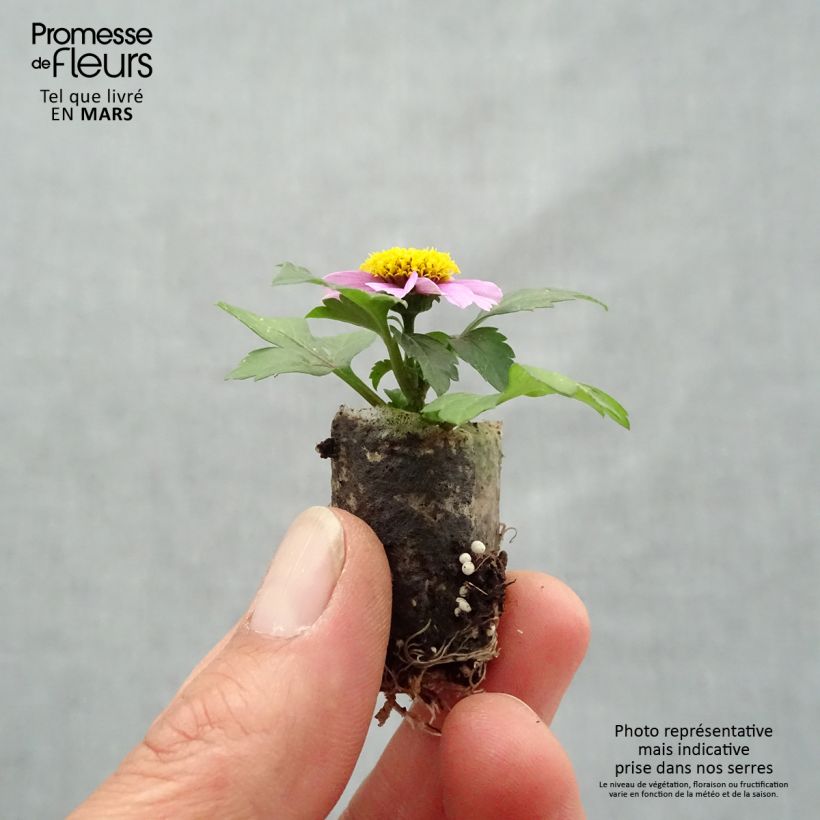Bidens Stoplight Plug plant 1.5/2.5 cm sample as delivered in spring