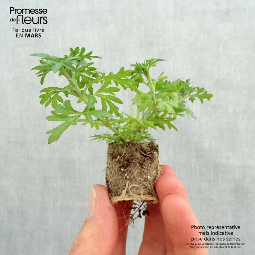 Bidens Yellow Charm Plug plant 3/4cm sample as delivered in spring