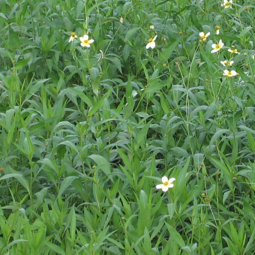 Bidens heterophylla (Foliage)