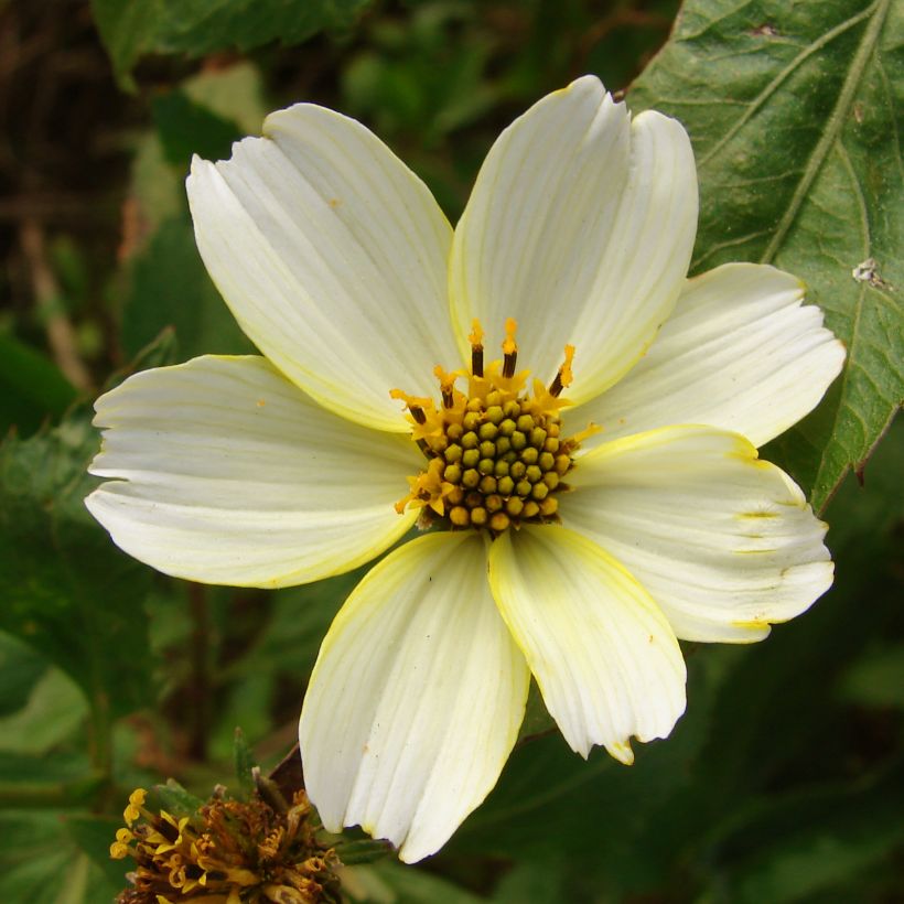Bidens heterophylla (Flowering)