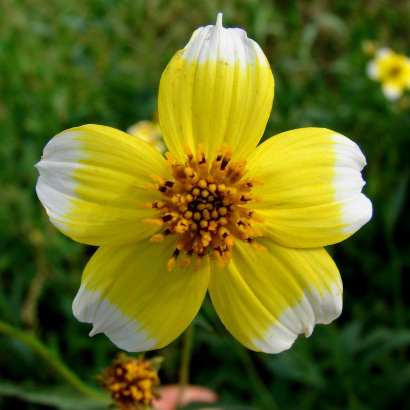 Bidens heterophylla Hannays Lemon Drop (Flowering)