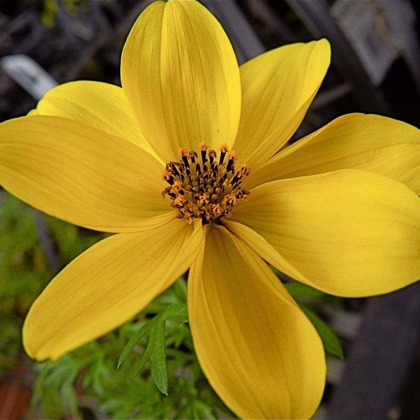 Bidens ferulifolia - Apache Beggarticks (Flowering)