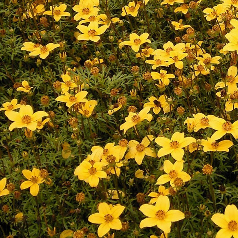 Bidens ferulifolia - Apache Beggarticks (Plant habit)