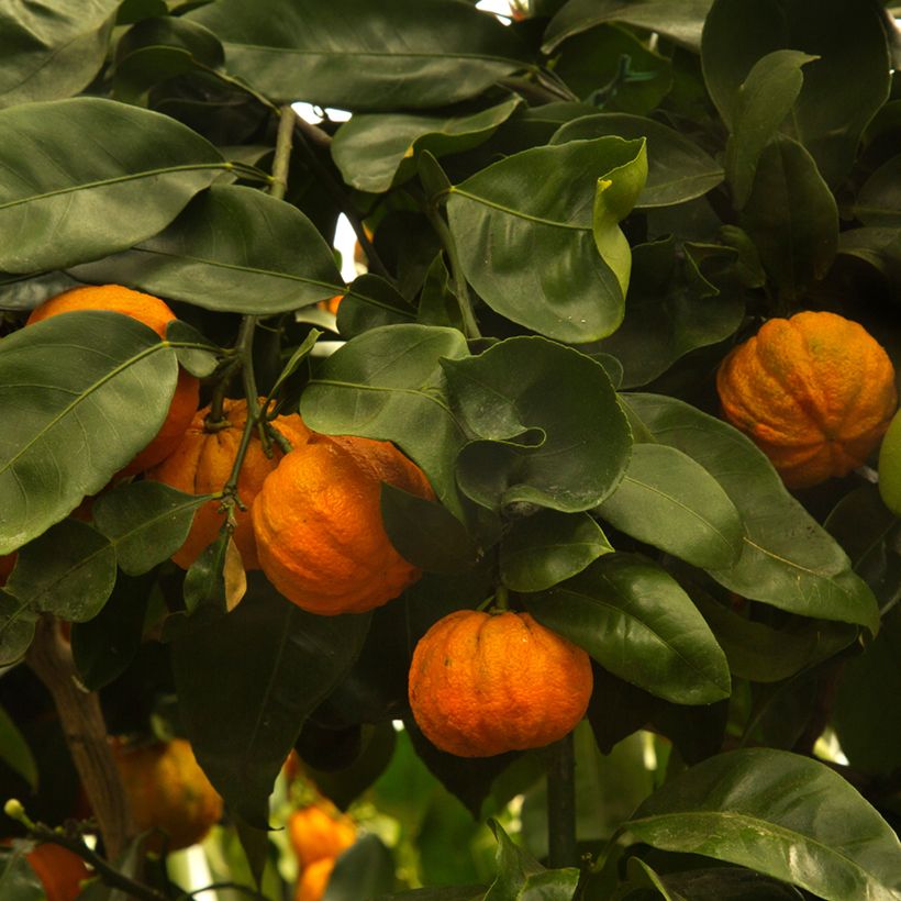 Citrus aurantium Bouquet de Fleur - Bitter orange (Harvest)