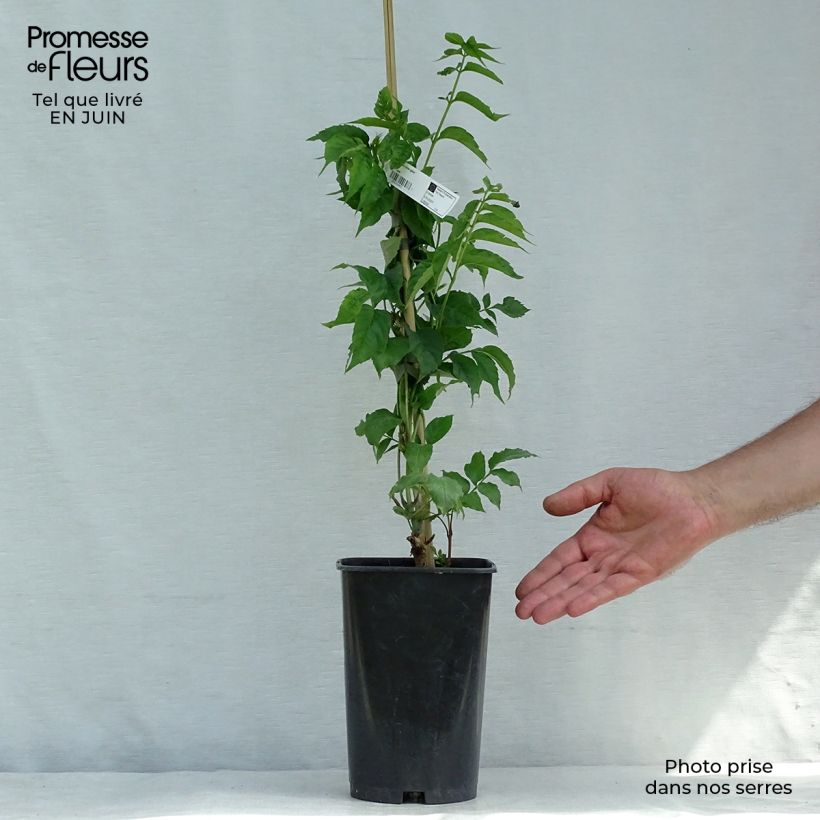 Campsis radicans x grandiflora Madame Galen 2L/3L pot sample as delivered in summer