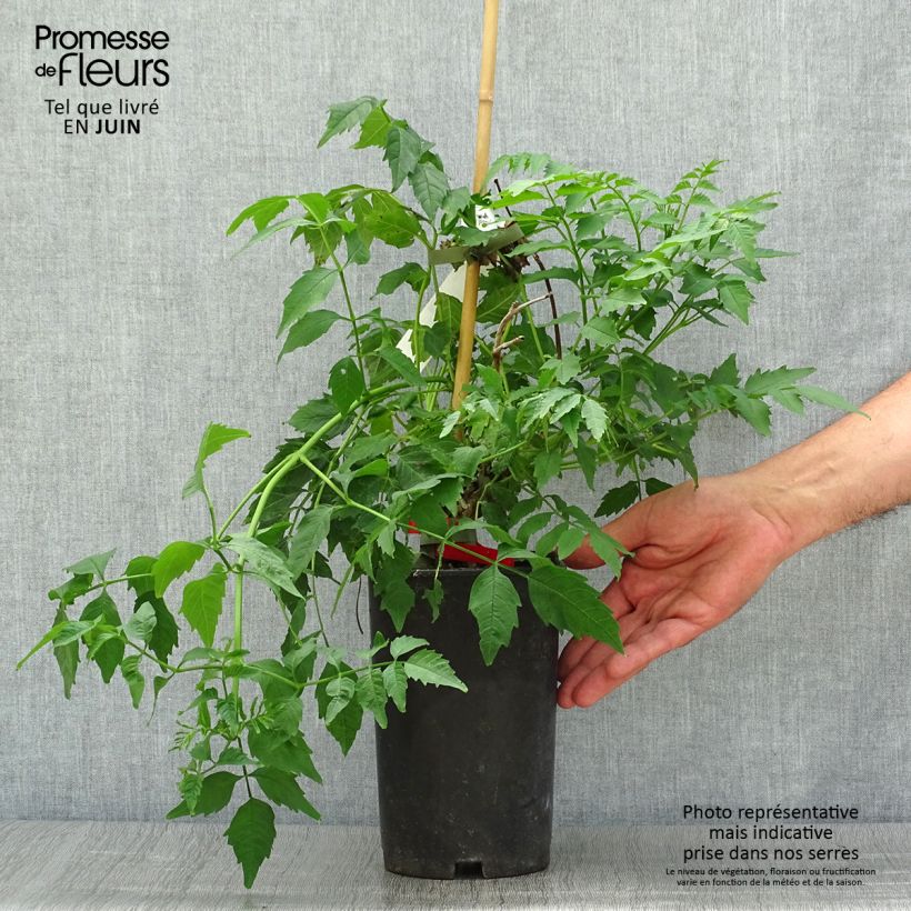 Campsis x tagliabuana Summer Jazz Fire 2L/3L pot sample as delivered in summer