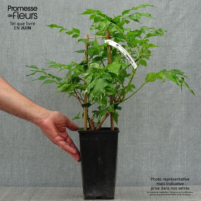 Campsis radicans x grandiflora Orangeade 1.5L/2L pot sample as delivered in summer